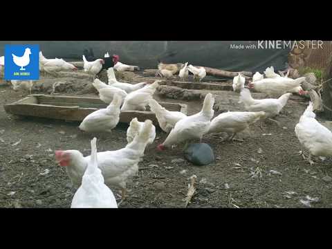 Видео: Тауық бизнесі .Тауықтардың🐔🐔🐔 жұмыртқасын  қалай көбейтеміз🥚🥚 . Тауықтарға не береміз