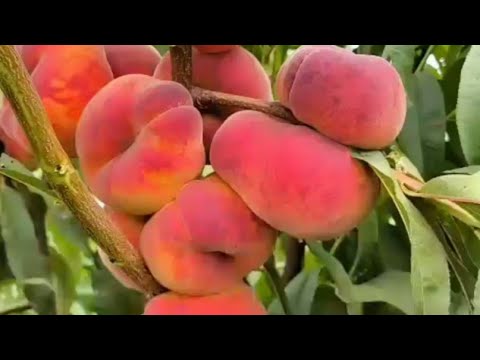 Видео: Інжирний персик Плане Джим (Плайне Гем). Peach Plane Gem. Крупноплідна серія інжирних персиків