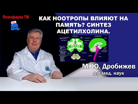 Видео: Как ноотропы влияют на память? Синтез ацетилхолина.