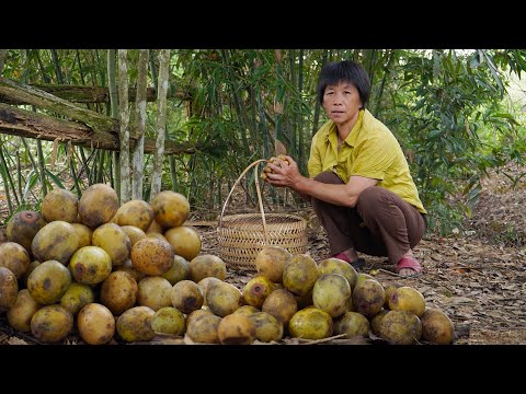 Видео: Южные мармеладные мармелады упали на землю, и бабушка подобрала имбирный мармеладный пирог.
