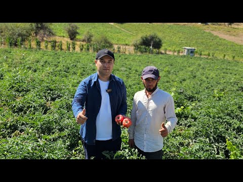 Видео: "PEMBOLA F1" ШОГИРТ УСТОЗДАН УТИБДИ.