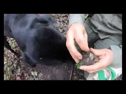 Видео: Как в Венгрии собирают трюфели