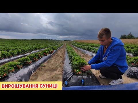 Видео: Суниця Альпійська. Вирощування і збут