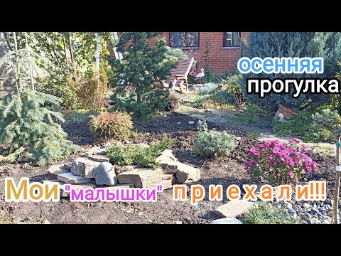 Видео: ОСЕННИЕ хлопоты - пересадки, переделки. Ещё три НОВИНКИ в сад! 
