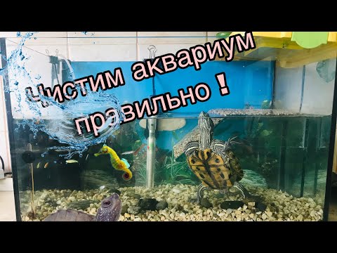 Видео: Красноухая черепаха. Как правильно чистить аквариум и меня воду для черепахи