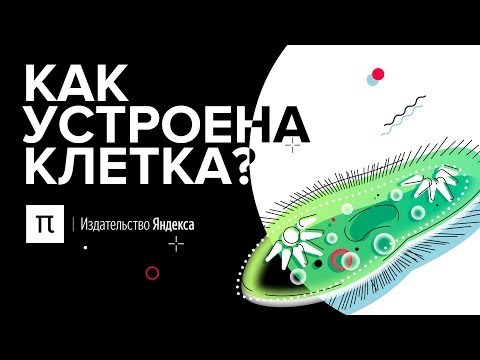 Видео: Как устроена клетка?