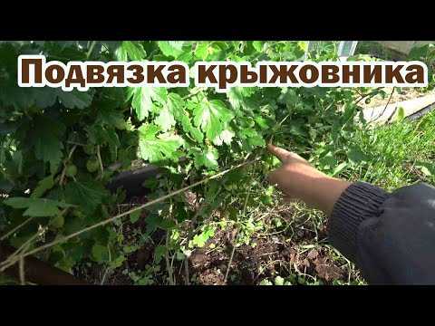 Видео: Способ подвязки крыжовника