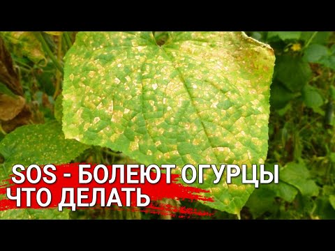 Видео: SOS - болеют огурцы что делать