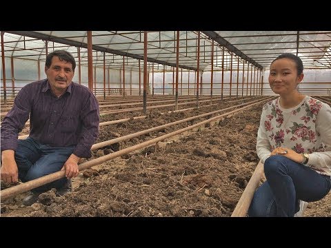 Видео: ВНИМАНИЕ!!!  ПОДГОТОВКА ПОЧВЫ!!! ВНИМАНИЕ!!!