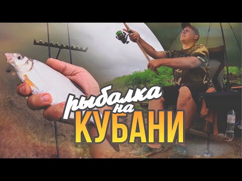 Видео: Рыбалка на реке Кубань | Отличный клев Карася, Рыбца, Шамайки | Фидер на течении