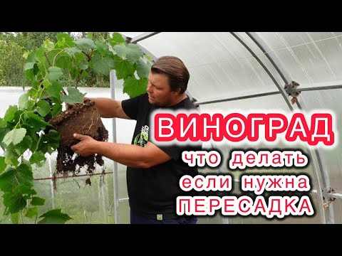 Видео: Посадка и пересадки виноград это просто и нет никаких проблем