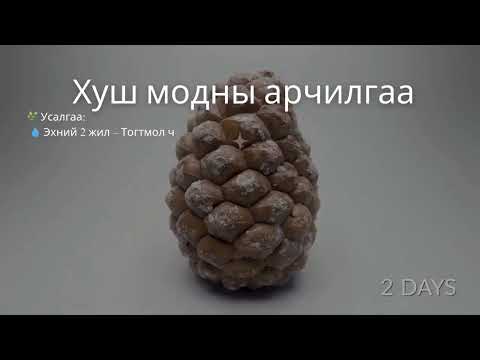 Видео: хуш мод үржүүлэх