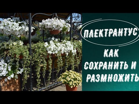 Видео: ПЛЕКТРАНТУС. КАК СОХРАНИТЬ ЗИМОЙ И РАЗМНОЖИТЬ.