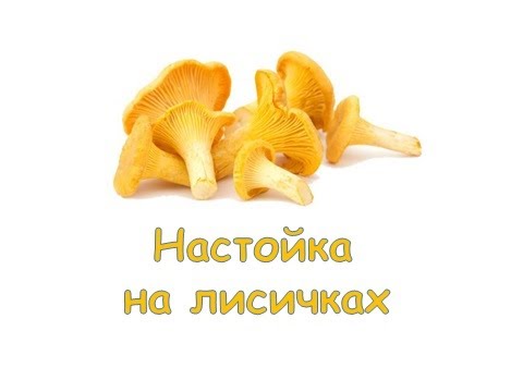 Видео: Настойка на лисичках