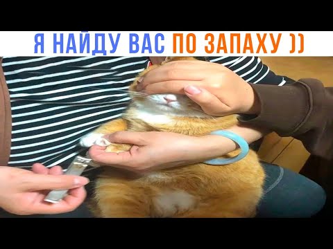 Видео: Я НАЙДУ ВАС ПО ЗАПАХУ!!  ))) Приколы с котами | Мемозг 1571
