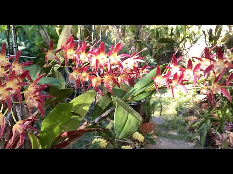 Видео: ОЗЗИ ДЕНДРОБИУМЫ БЬЮТ РЕКОРДЫ. UNSURPASSED AUSSIE DENDROBIUMS IN THEIR ABILITY TO BLOOM