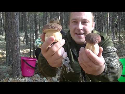 Видео: Боровики Не Сдаются. Полные Корзины Белых Грибов в Октябре. Вы Только Посмотрите.