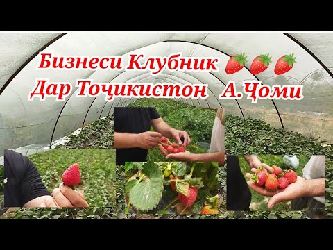 Видео: Бизнеси Клубник 🍓( Тути Замини) дар Точикистон ва А. Ҷоми (Куйбышев)