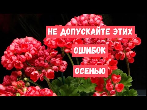 Видео: ГЕРАНЬ НЕ любит эти 10 вещей! ЖАЛЕЮ, что РАНЬШЕ об этом не знала!