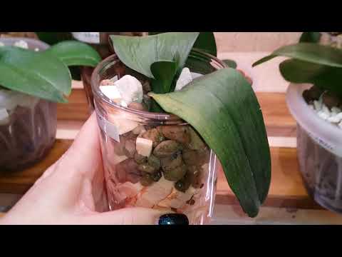 Видео: ОРХИДЕИ реанимашки..из Оби..наращивают корни над водой..07.04.2020