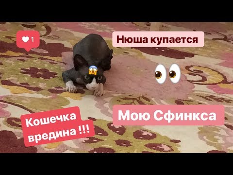 Видео: Как купать сфинксов?/ Уход за лысой кошкой)/Нюша купается🐈❤️
