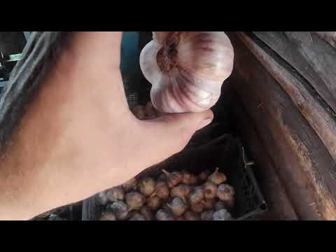 Видео: Чеснок.  Сушка, сортировка, калибровка. 