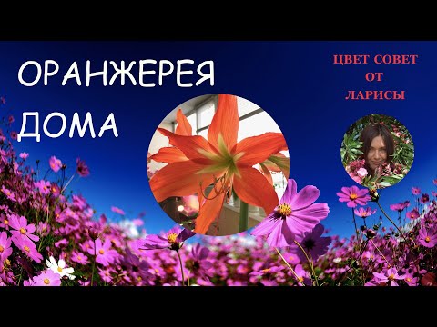 Видео: Моя оранжерея в квартире