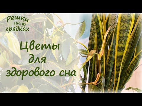 Видео: Лучшие цветы для спальни