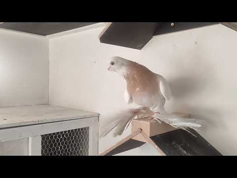 Видео: Бланьжевый племянной 6.11.2025 год.Германия.