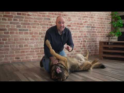 Видео: Дрессировка. Урок №4