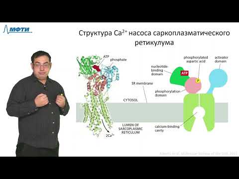 Видео: Лекция 5.2. Транспорт сквозь мембрану. Трофимов В.В., МФТИ (2021)