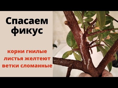 Видео: Спасаем фикус! Его выбросили, я подобрала. Корни фикуса гнилые, листья желтеют...