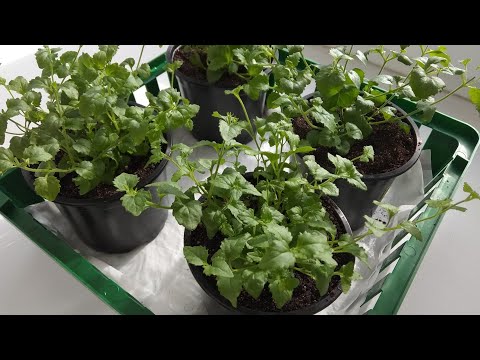 Видео: Бакопа. Перевалка в горшочки на 500 мл