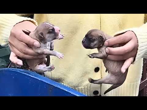 Видео: «Помогите! Нас выбросили в мусор!» Я вырастил щенков, которых никто не хотел