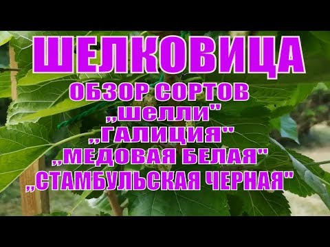 Видео: ЛУЧШИЕ СОРТА ШЕЛКОВИЦЫ КРУПНОПЛОДНОЙ.