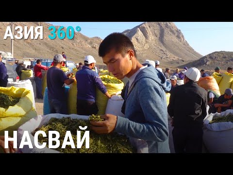 Видео: Баткен – родина насвая | АЗИЯ 360°