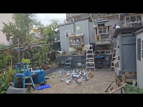 Видео: Канадцы выйдут на Хэллоуин 2025 года