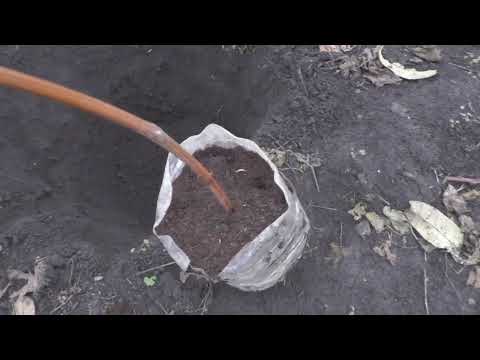 Видео: Нові підщепи для винограда в мене на участку.