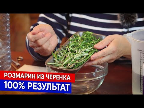 Видео: Розмарин из черенка - 100% результат