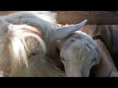Видео: Косим козам.Козла на мыло.Проверяю будущих мам.Они сами всё сделают