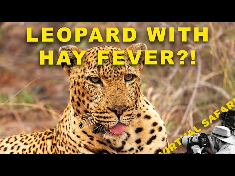 Видео: От чихающих леопардов до огромных львов | Виртуальное сафари №293