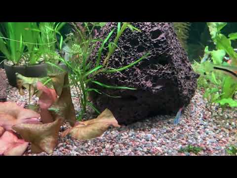 Видео: Водоросли в аквариуме,,эдогониум,,🐉