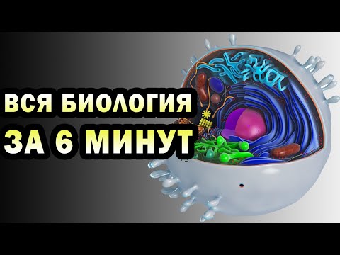 Видео: Изучить биологию за 360 секунд