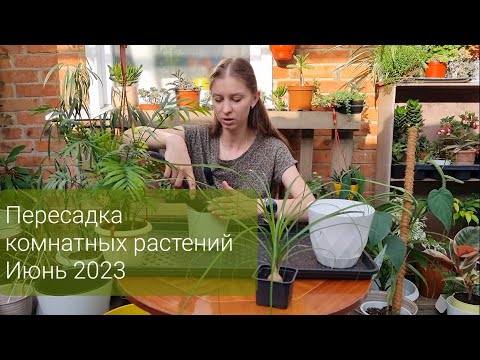 Видео: Пересадка комнатных растений Июнь 2023