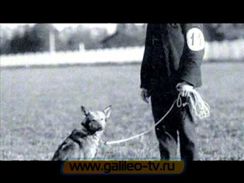 Видео: Галилео. Криминалистика 4. Одорология