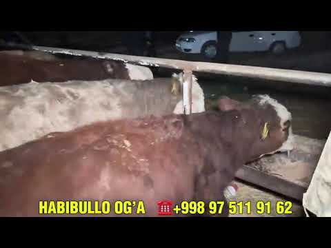 Видео: Boqiladigan simental buqalar 👍👍#cow #андижончаабзор #рек 