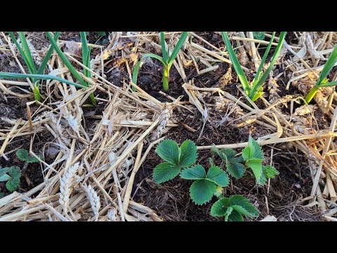 Видео: Как я поливаю БАРМАТУХОЙ молодые растишки на даче .9 марта 2024г.