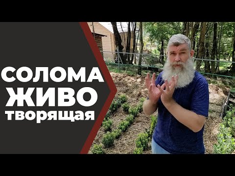 Видео: Соломенное земледелие. Живые грядки//Живая Баня Иван Бояринцев