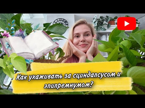 Видео: СЦИНДАПСУС и ЭПИПРЕМНУМ/Мой УХОД за растениями