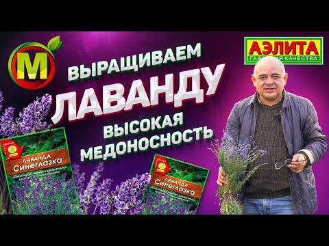 Видео: ОЧЕНЬ ЦЕННАЯ, но Декоративная Культура. Медоносная Лаванда Синеглазка